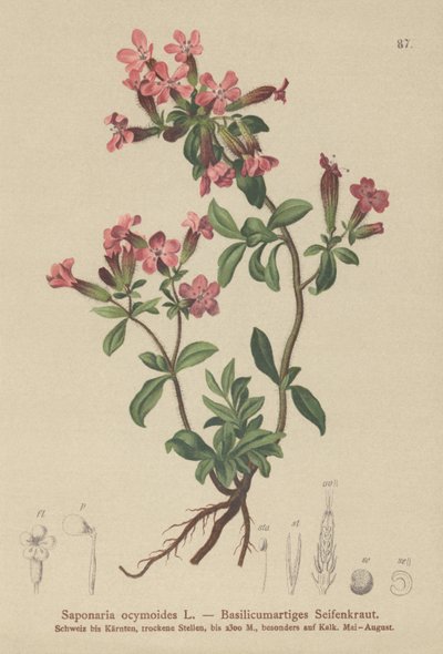 Rock Soapwort by German School